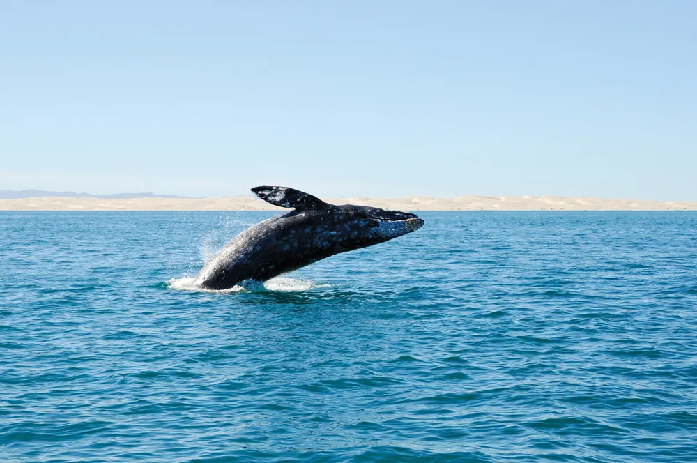  La baleine grise sur la côte du Pacifique © iStock / doescher