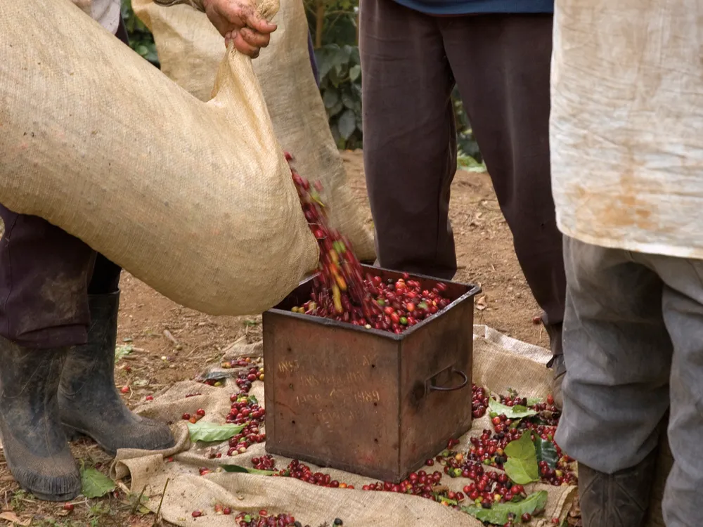La récolte des grains de café.©iStockphoto/blyons