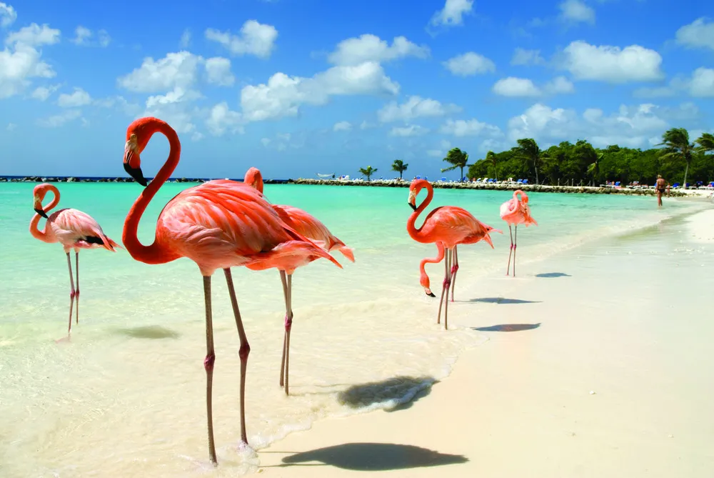 Flamants roses, Aruba 
©iStockphoto.com/VanWyckExpress