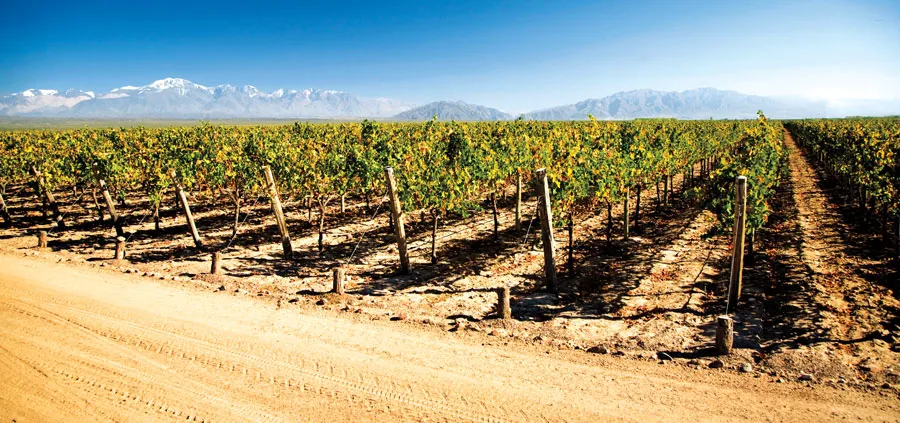 Un vignoble de la province de Mendoza | © iStockphoto.com/Cristian Lazzari                          