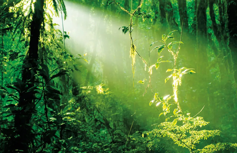 La forêt tropicale humide au Costa Rica.©iStockphoto/Vaara