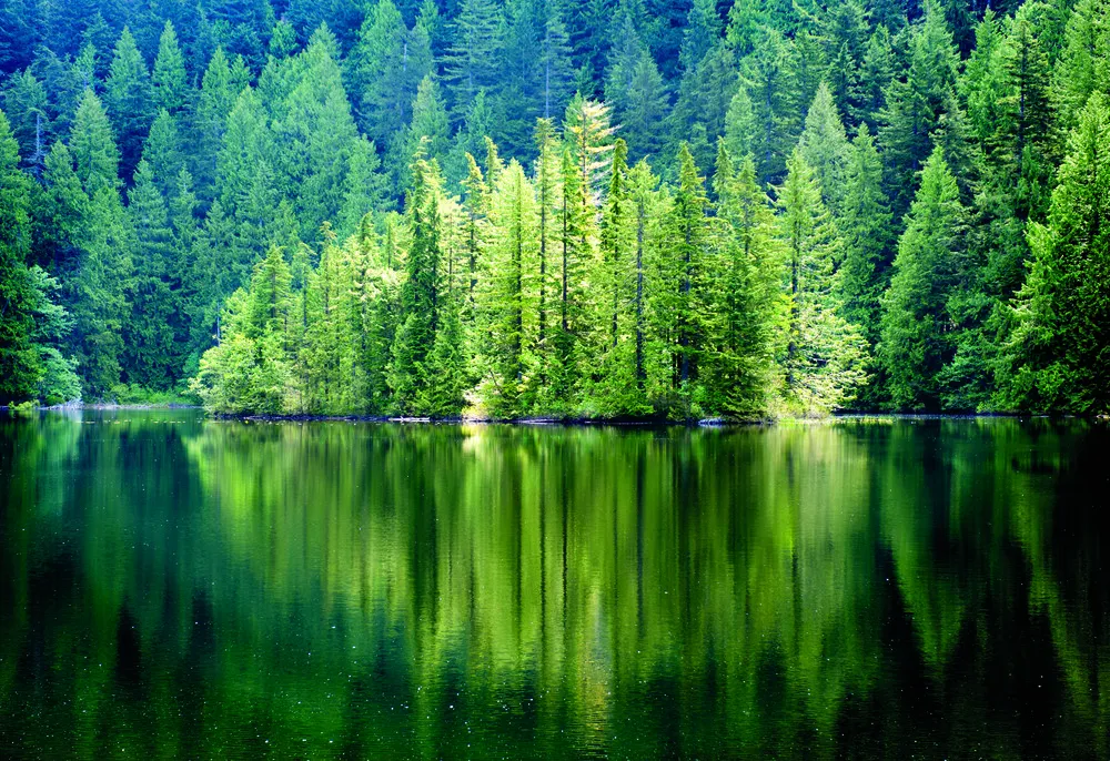 Sapins de Douglas. 
©iStockphoto / KarenMassier