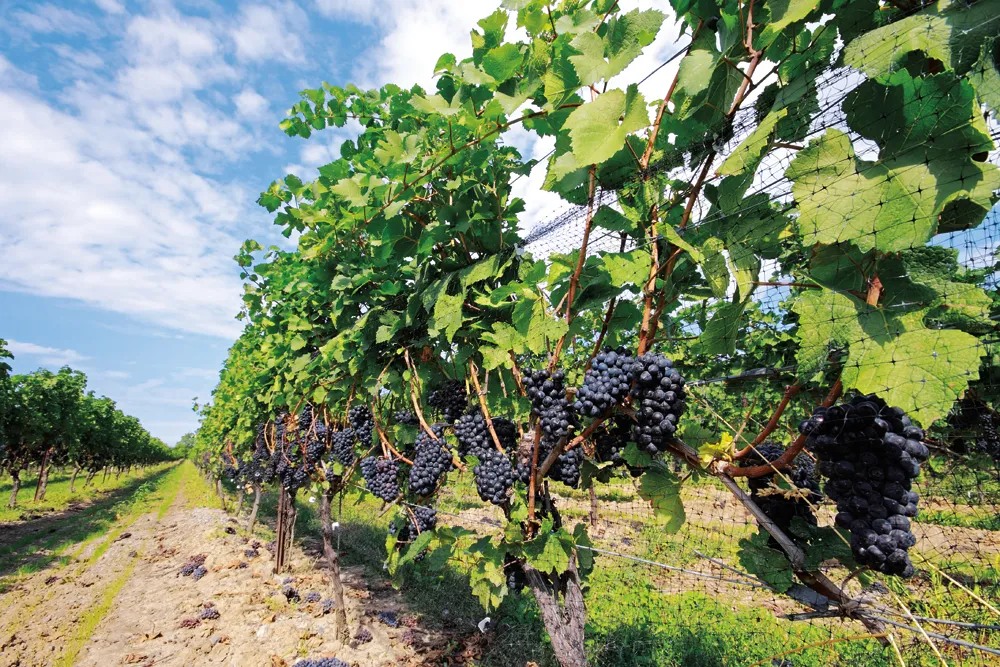 Le vignobles sur la route des vins dans la péninsule du Niagara.
© iStockphoto - Orchidpoet 