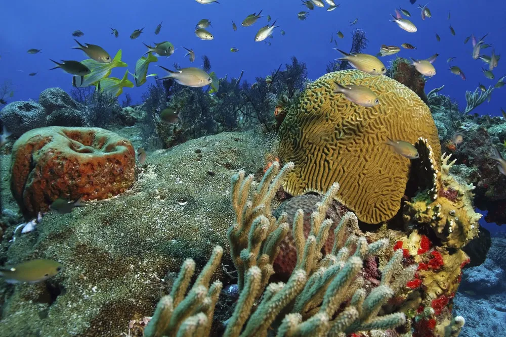 Récif corallien d’Isla Cozumel, paradis des plongeurs.  | © iStockphoto.com/BrianLasenby
