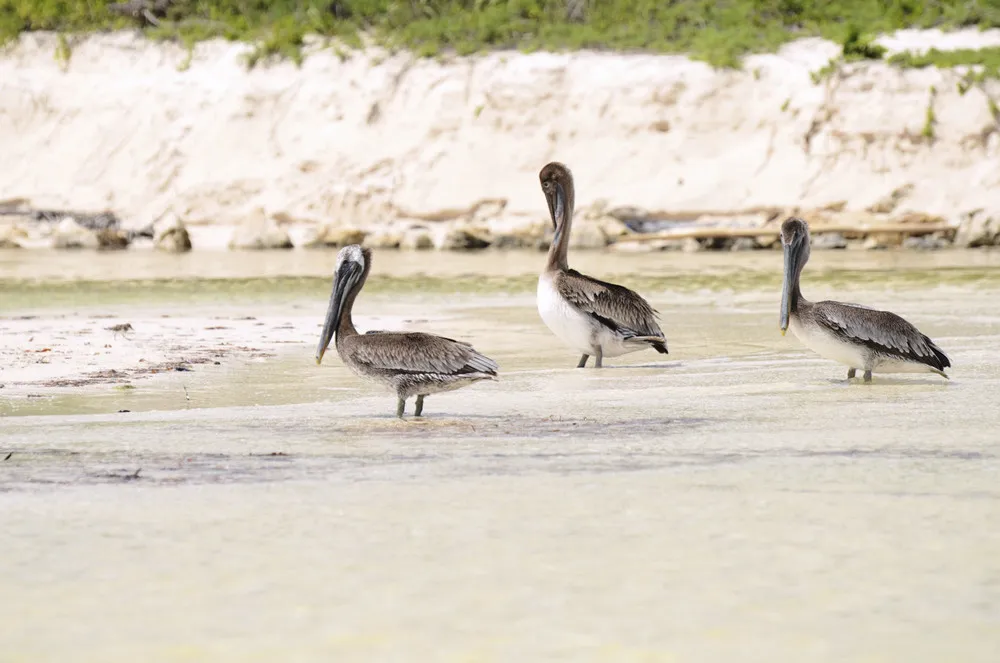 Pélicans dans la Reserva de la Biosfera Sian Ka’an.  | © iStockphoto.com/kalimf