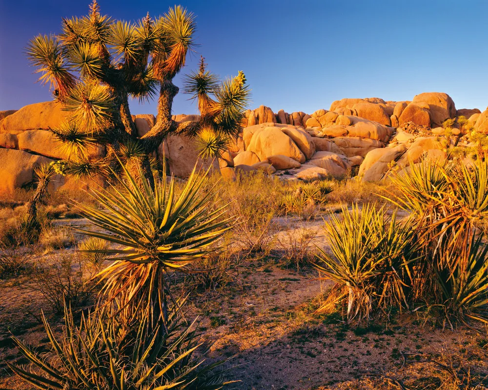 Le Joshua Tree National Park.  | © iStockphoto.com/Ron Thomas