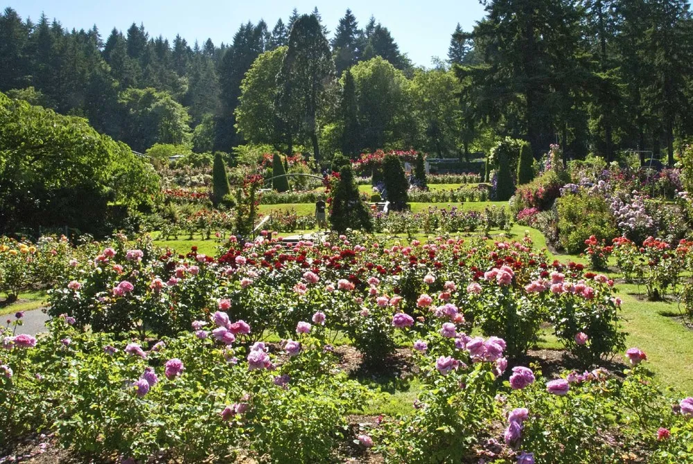 Le jardin de roses de Portland ©iStockphoto.com/ivanastar