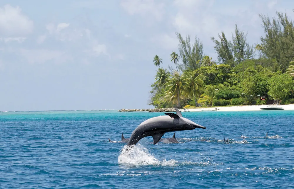 Dauphins, Huahine, Polynésie française  
©iStockphoto. com/dstone6  
