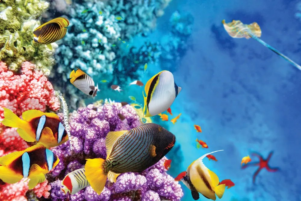 La barrière de corail | iStockphoto.com/VitalyEdush