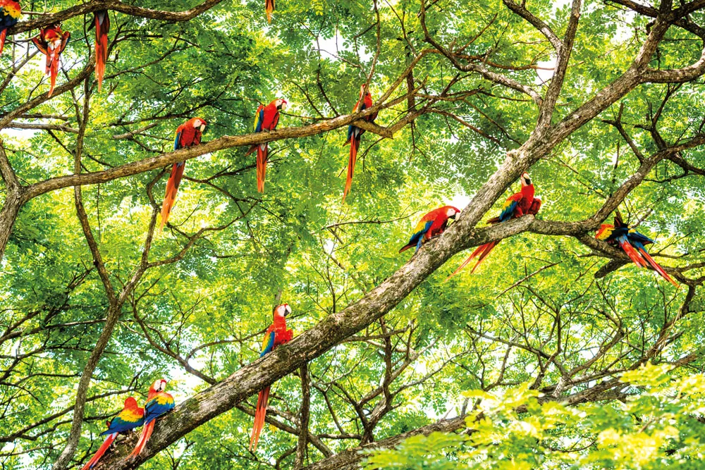 Des aras écarlates © iStockphoto / OGphoto
