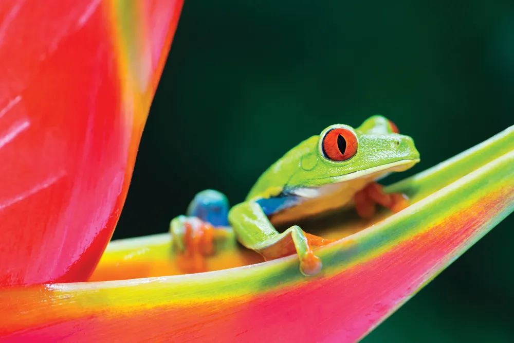Une rainette aux yeux rouges, Costa Rica © iStockphoto / pchoui