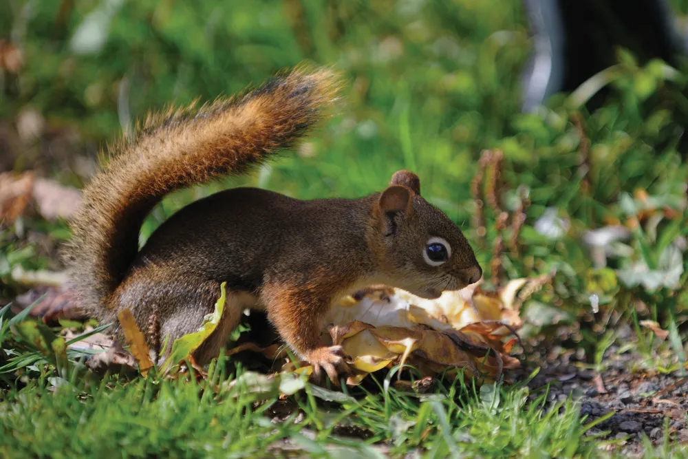 Un écureuil roux	©iStockphoto/jimfeng