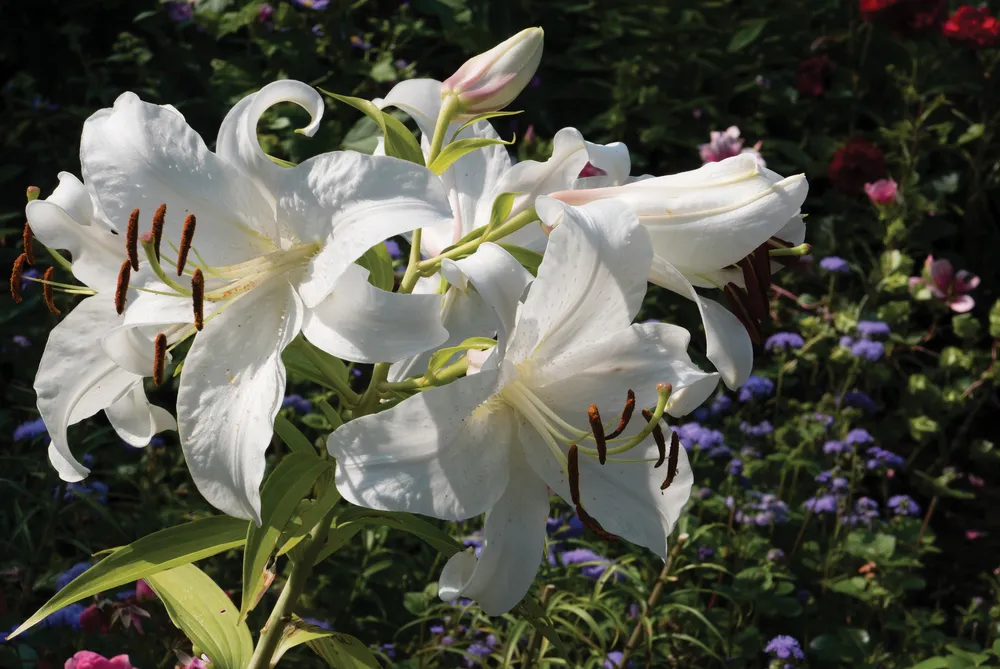 Lys blancs parfumés aux Jardins de Métis, région du Bas-Saint-Laurent au Québec.	© iStock / gotrain