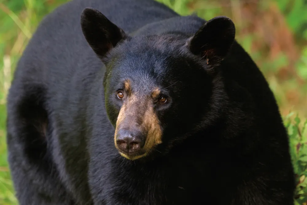 L'ours noir 
Photo © iStockphoto - SeventhDayPhotography
