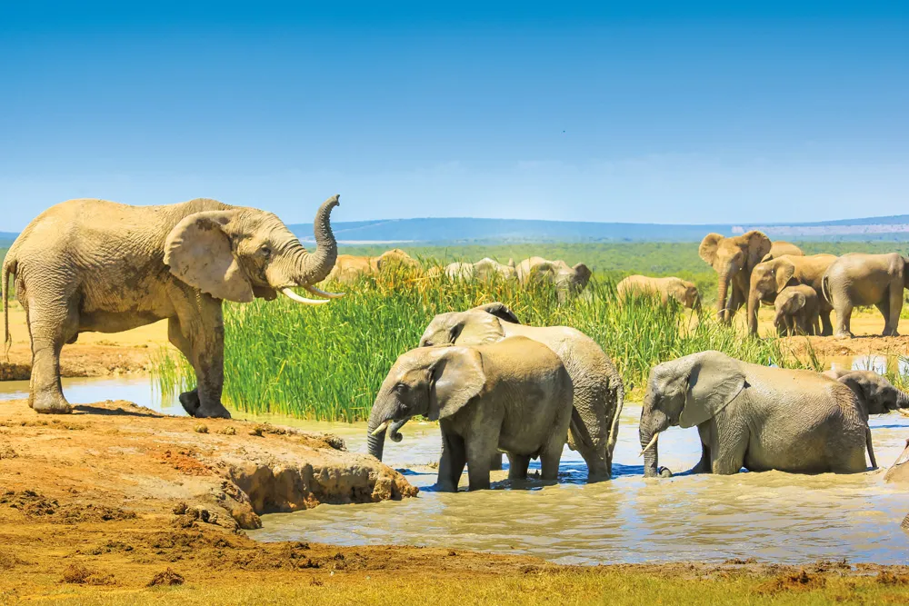 Parc national des Éléphants d’Addo | © iStockphoto.com/bennymarty 