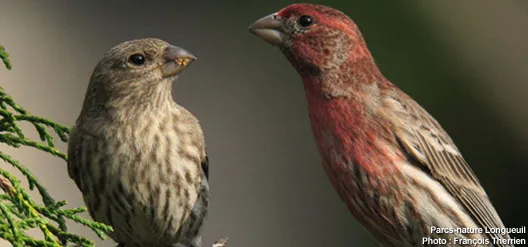 Parc-nature Longueuil | ©François Therrien