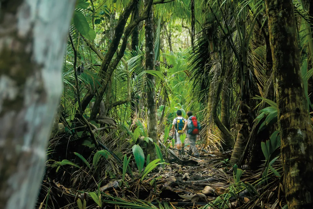Randonnée pédestre dans le Parque Nacional Corcovado.	©Shutterstock/LOUIS-MICHEL DESERT