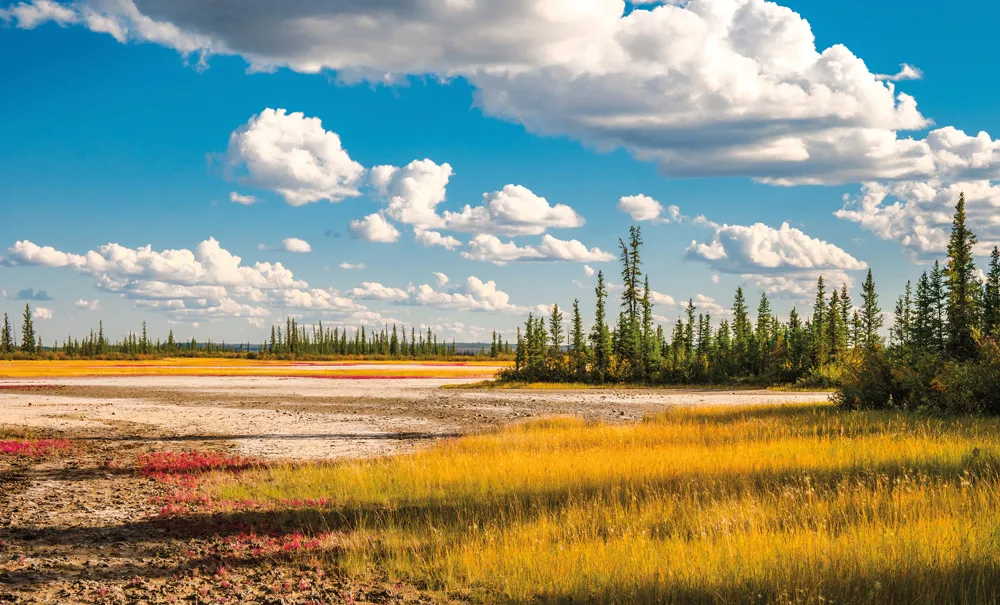 Parc national Wood Buffalo. | © Shutterstock.com/Dancestrokes