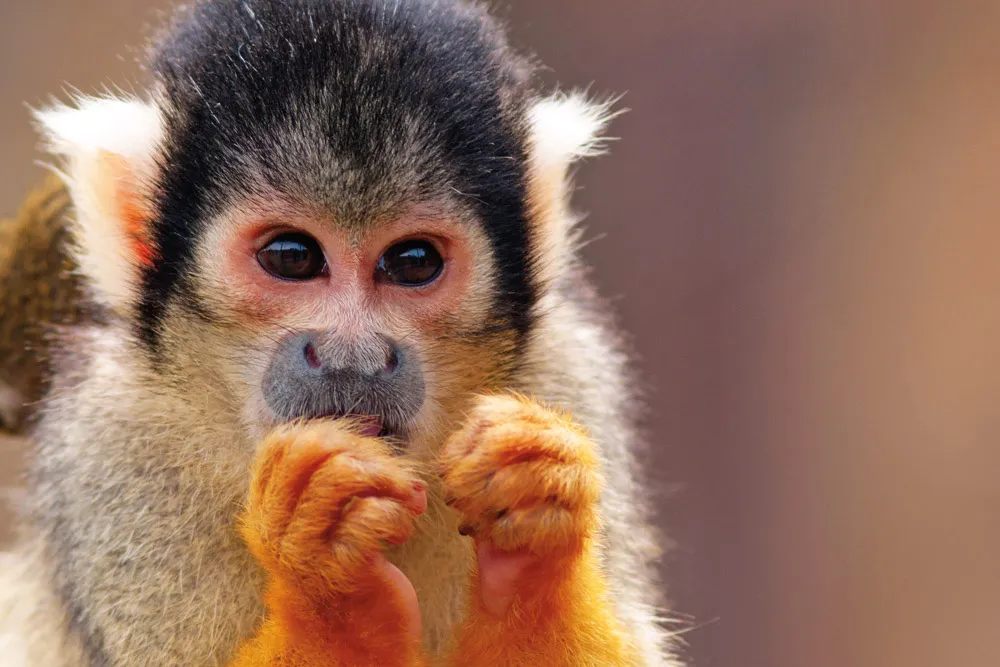 Un singe-écureuil. © Shutterstock.com/ehtesham